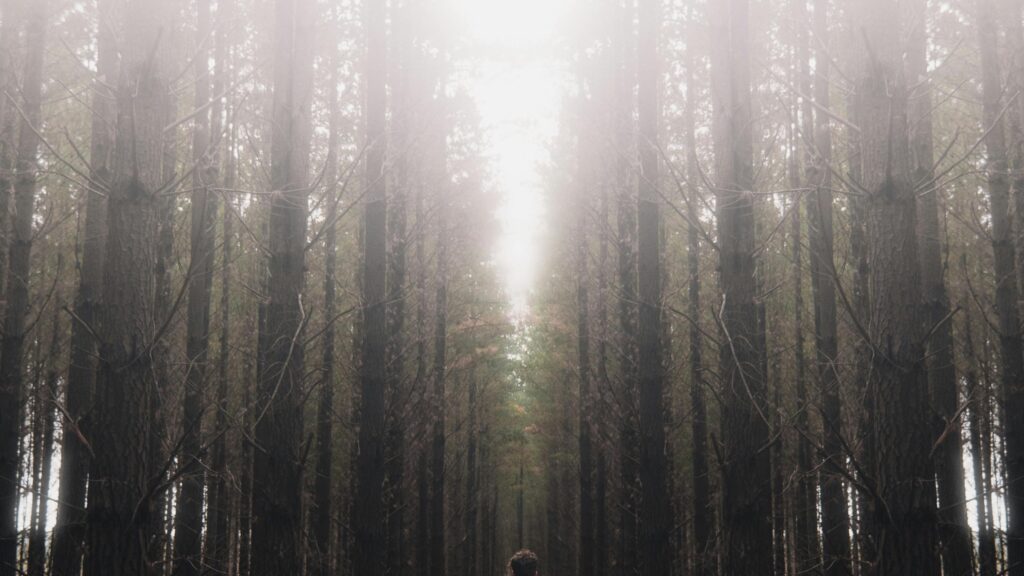Persona caminando por un sendero forestal entre niebla y arbolado, imagen realista para ilustrar la vigilancia del medio natural