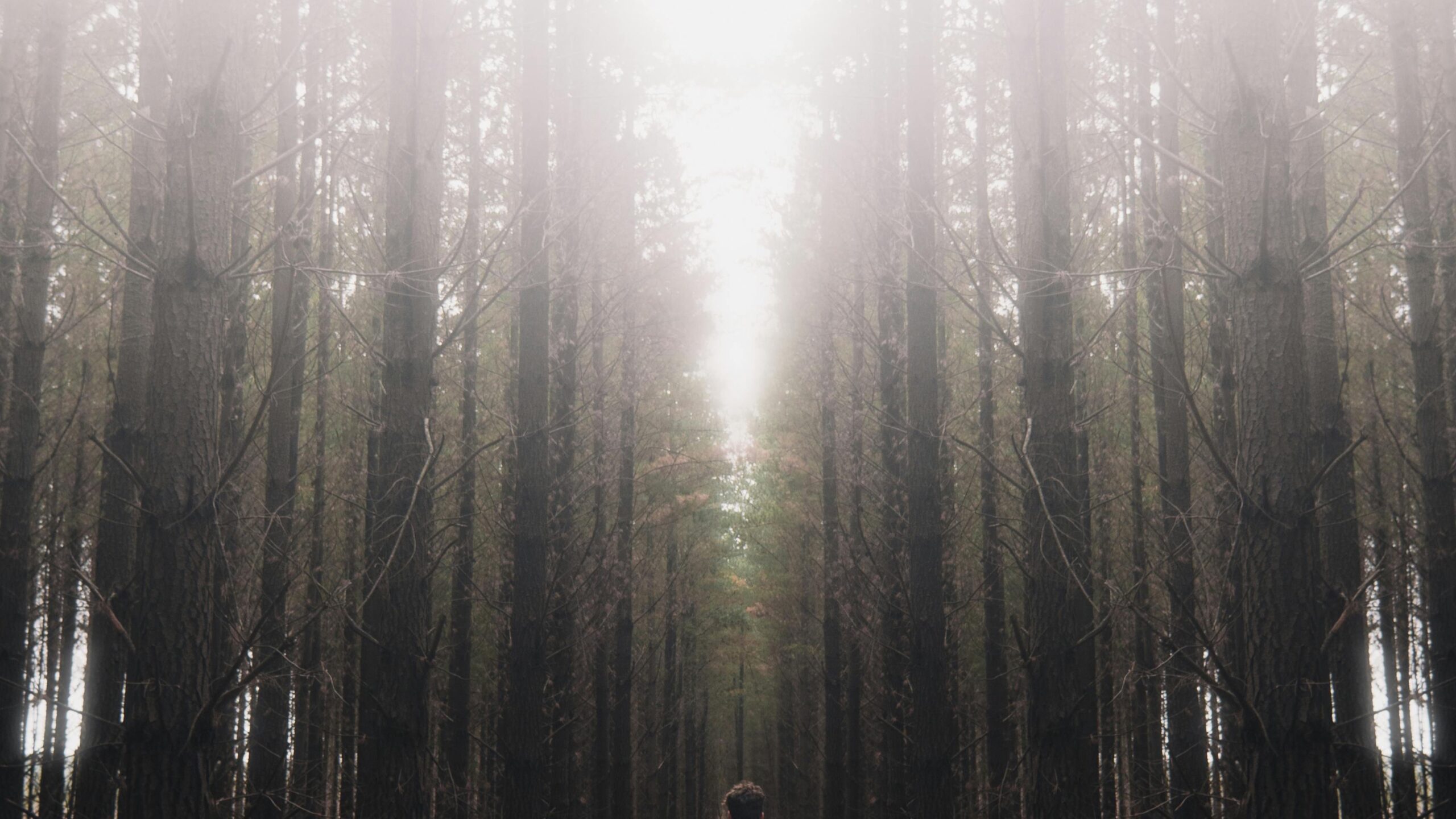 Persona caminando por un sendero forestal entre niebla y arbolado, imagen realista para ilustrar la vigilancia del medio natural