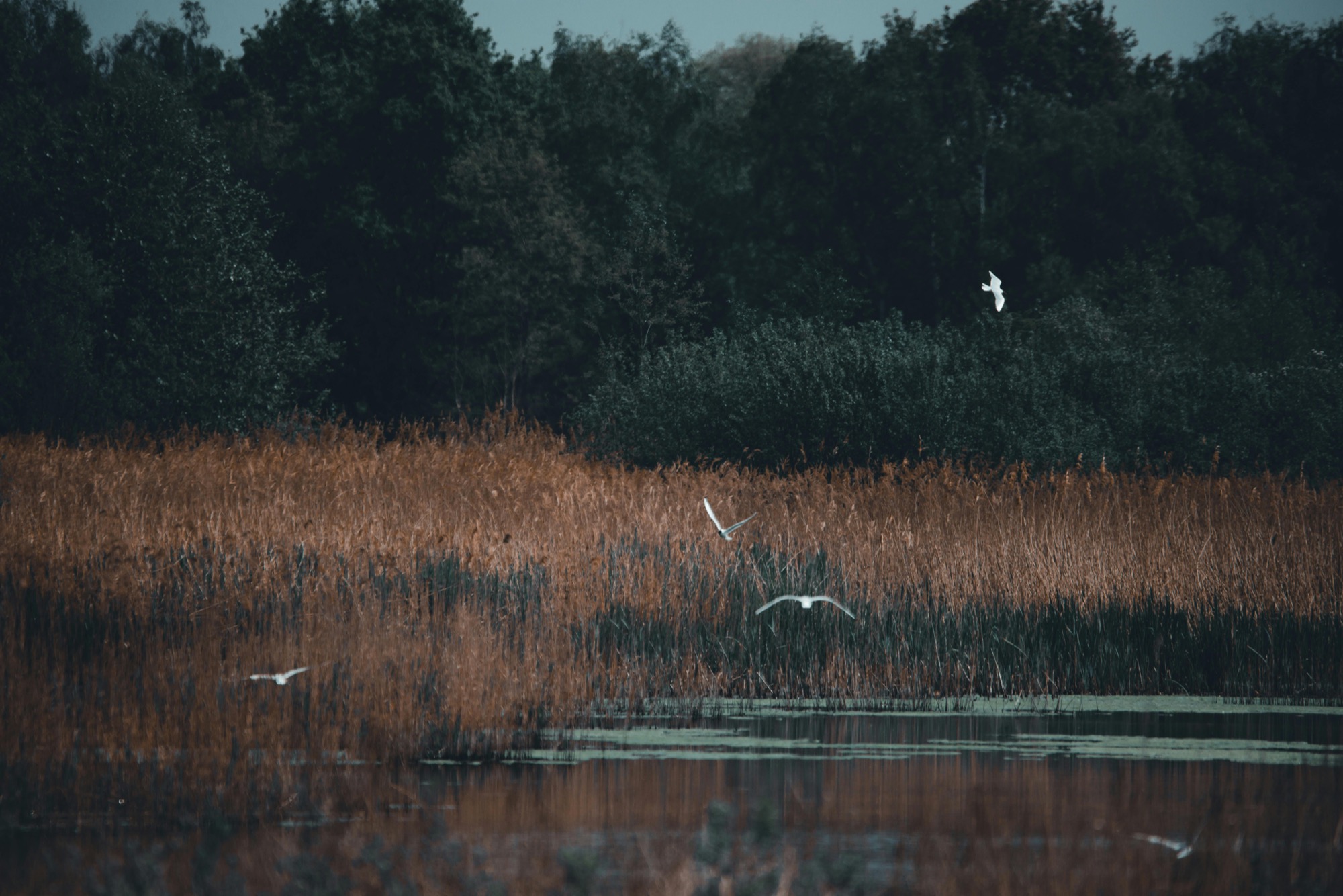 Humedal con carrizos, agua somera y aves en vuelo, imagen realista para ilustrar la pérdida de lagunas temporales en España.